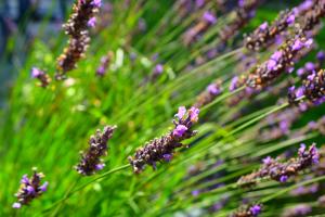 fleurs ambiance 2 - VPG - HD